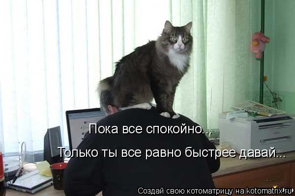 Пока все спокойно... Только ты все равно быстрее давай...... Котоматрица: Пока все спокойно... Только ты все равно быстрее давай...