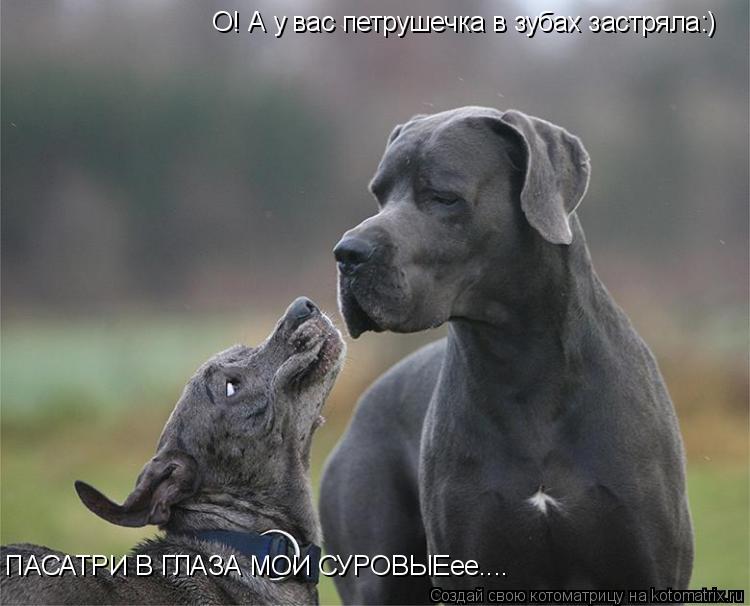 ПАСАТРИ В ГЛАЗА МОИ СУРОВЫЕее.... О! А у вас петрушечка в зубах застряла:)... Котоматрица: ПАСАТРИ В ГЛАЗА МОИ СУРОВЫЕее.... О! А у вас петрушечка в зубах застряла:)