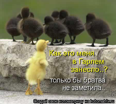 Как это меня в Гарлем занесло..? только бы братва не заметила...... Котоматрица: Как это меня в Гарлем занесло..? только бы братва не заметила...
