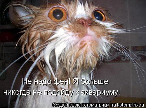 Не надо фен! Я больше никогда не подойду к аквариуму!... Котоматрица: Не надо фен! Я больше никогда не подойду к аквариуму!
