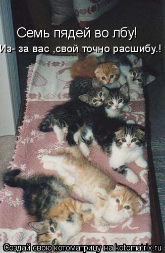 Семь пядей во лбу! Из- за вас ,свой точно расшибу.!... Котоматрица: Семь пядей во лбу! Из- за вас ,свой точно расшибу.!