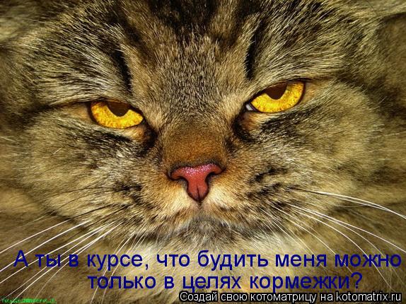 А ты в курсе, что будить меня можно только в целях кормежки?... Котоматрица: А ты в курсе, что будить меня можно только в целях кормежки?