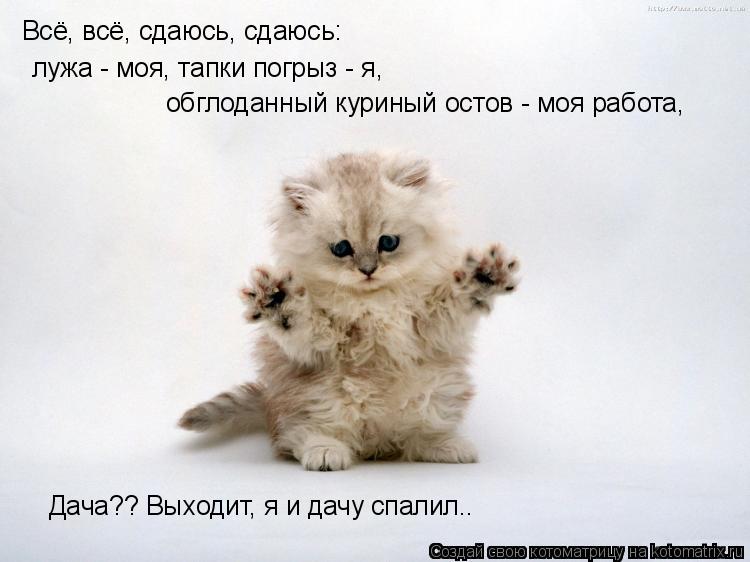 Всё, всё, сдаюсь, сдаюсь: лужа - моя, тапки погрыз - я, обглоданный куриный остов - моя работа, Дач... Котоматрица: Всё, всё, сдаюсь, сдаюсь: лужа - моя, тапки погрыз - я, обглоданный куриный остов - моя работа, Дача?? Выходит, я и дачу спалил..