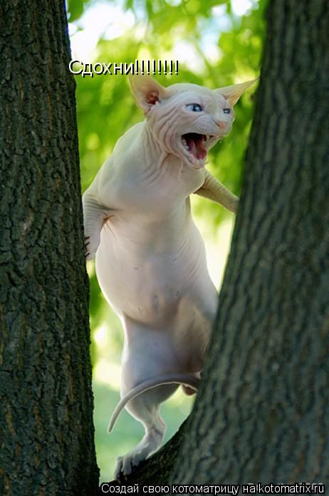 Сдохни!!!!!!!!... Котоматрица: Сдохни!!!!!!!!