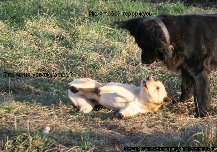 Котоматрица: Тты меня увважжаешъ? Ик, я тобой горрржусь!