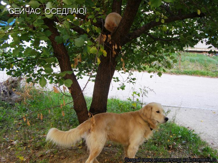 СЕЙЧАС ОСЕДЛАЮ!... Котоматрица: СЕЙЧАС ОСЕДЛАЮ!