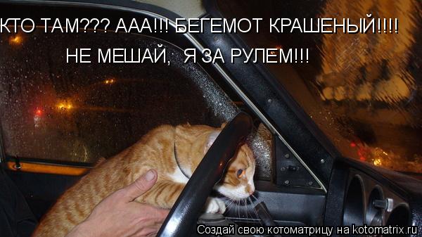 КТО ТАМ??? ААА!!! БЕГЕМОТ КРАШЕНЫЙ!!!! НЕ МЕШАЙ, Я ЗА РУЛЕМ!!!... Котоматрица: КТО ТАМ??? ААА!!! БЕГЕМОТ КРАШЕНЫЙ!!!! НЕ МЕШАЙ, Я ЗА РУЛЕМ!!!