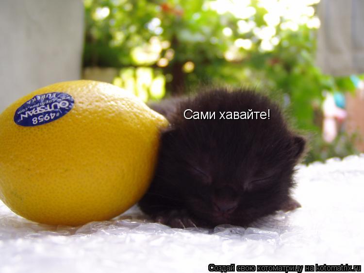 Сами хавайте!... Котоматрица: Сами хавайте!