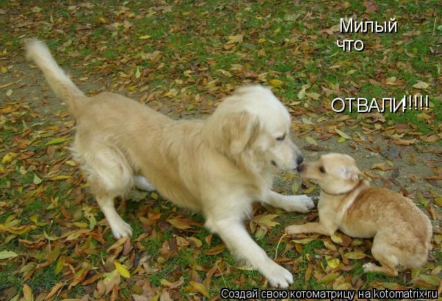 Милый что ОТВАЛИ !!!!!... Котоматрица: Милый что ОТВАЛИ !!!!!