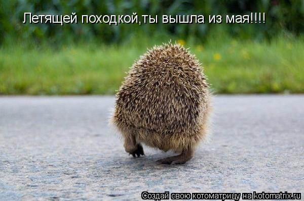 Летящей походкой,ты вышла из мая!!!!... Котоматрица: Летящей походкой,ты вышла из мая!!!!