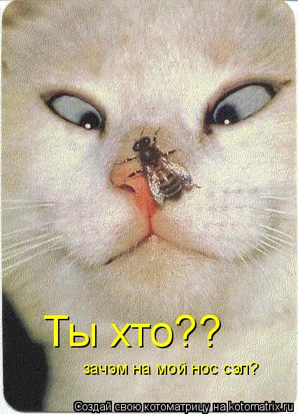 Ты хто?? зачэм на мой нос сэл?... Котоматрица: Ты хто?? зачэм на мой нос сэл?