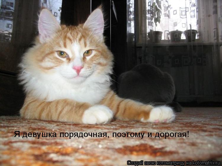 Я девушка порядочная, поэтому и дорогая!... Котоматрица: Я девушка порядочная, поэтому и дорогая!
