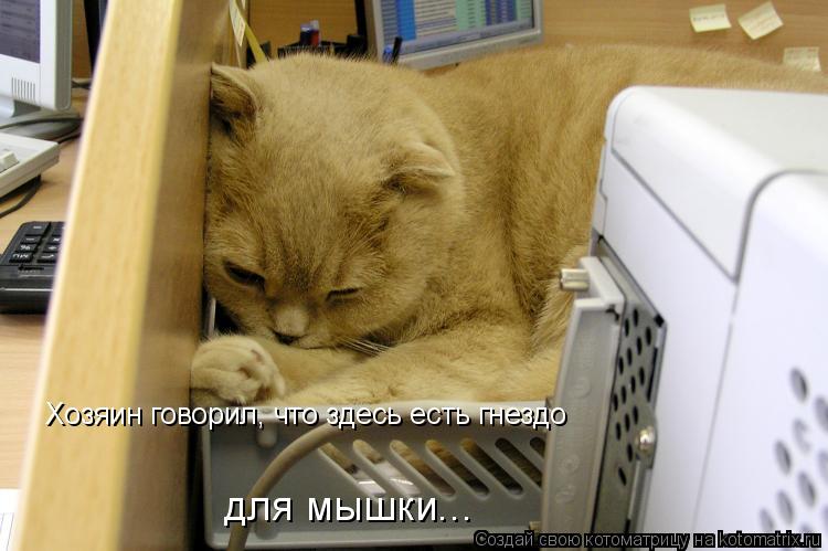 Хозяин говорил, что здесь есть гнездо для мышки...... Котоматрица: Хозяин говорил, что здесь есть гнездо для мышки...