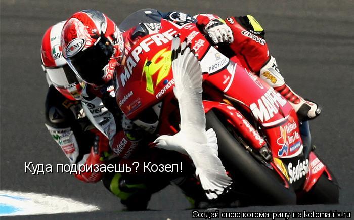 Куда подризаешь? Козел!... Котоматрица: Куда подризаешь? Козел!