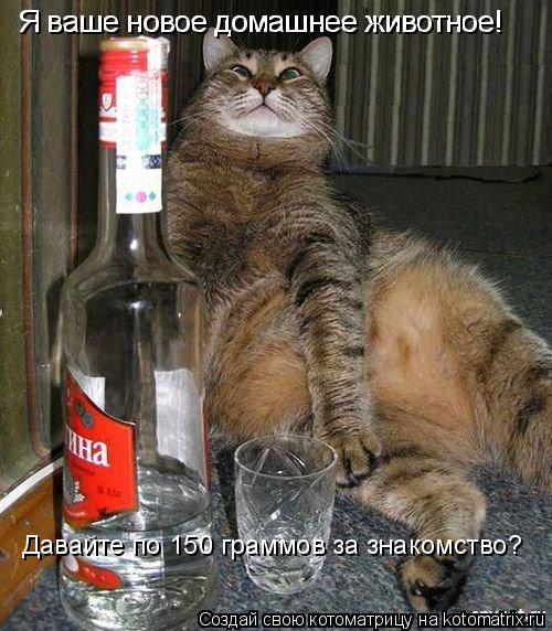 Я ваше новое домашнее животное! Я ваше новое домашнее животное! Давайте по 150 граммов за знакомство?... Котоматрица: Я ваше новое домашнее животное! Я ваше новое домашнее животное! Давайте по 150 граммов за знакомство?