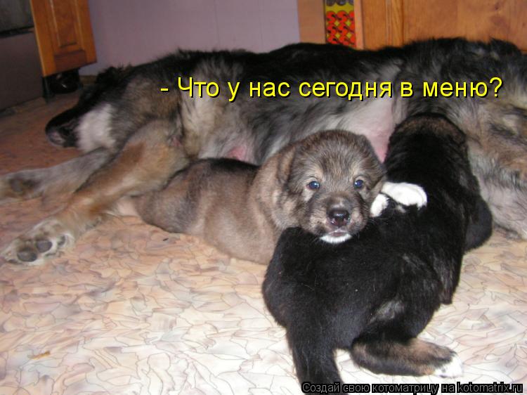 - Что у нас сегодня в меню?... Котоматрица: - Что у нас сегодня в меню?