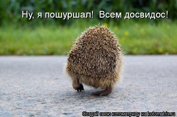 Ну, я пошуршал! Всем досвидос!... Котоматрица: Ну, я пошуршал! Всем досвидос!