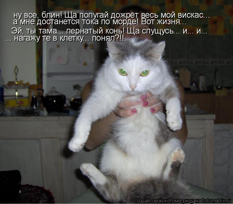 ну все, блин! Ща попугай дожрёт весь мой вискас... а мне достанется тока по морде! Вот жизня... Эй, ... Котоматрица: ну все, блин! Ща попугай дожрёт весь мой вискас... а мне достанется тока по морде! Вот жизня... Эй, ты тама... пернатый конь! Ща спущусь... и... и...
