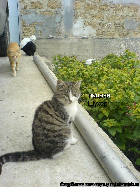 пацани Шухер... Котоматрица: пацани Шухер