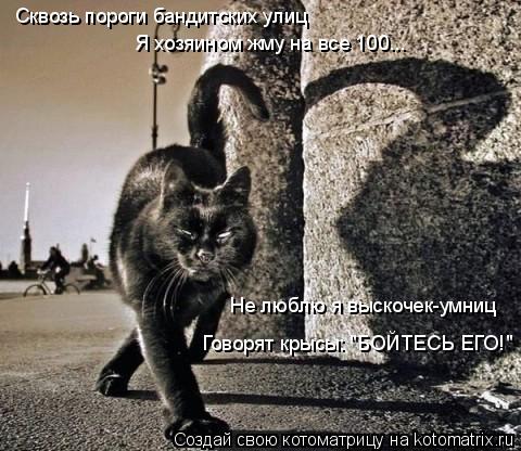 Сквозь пороги бандитских улиц Я хозяином жму на все 100... Не люблю я выскочек-умниц Говорят крысы: "... Котоматрица: Сквозь пороги бандитских улиц Я хозяином жму на все 100... Не люблю я выскочек-умниц Говорят крысы: "БОЙТЕСЬ ЕГО!"
