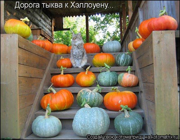 Дорога тыква к Хэллоуену...... Котоматрица: Дорога тыква к Хэллоуену...