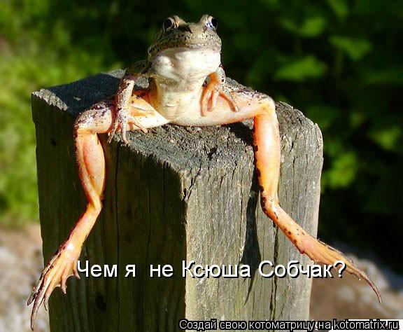 Чем я не Ксюша Собчак? Чем я не Ксюша Собчак?... Котоматрица: Чем я не Ксюша Собчак? Чем я не Ксюша Собчак?