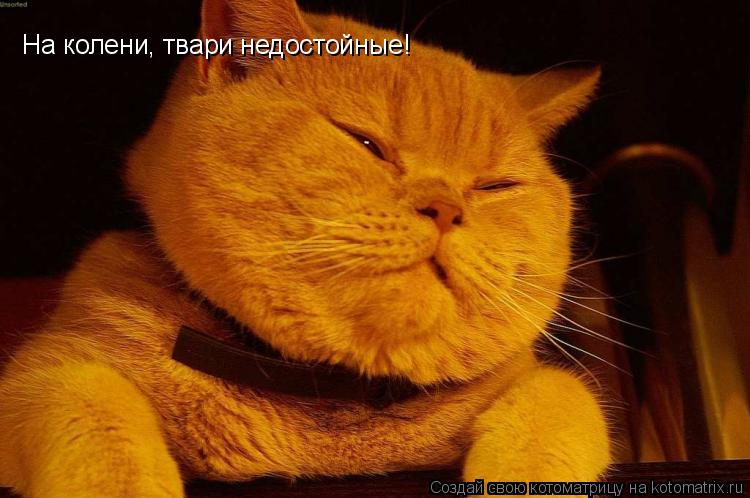 На колени, твари недостойные!... Котоматрица: На колени, твари недостойные!