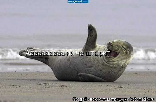 Аааааааааа ни че штырит... Котоматрица: Аааааааааа ни че штырит