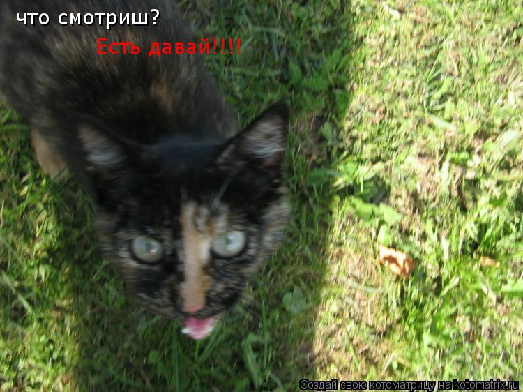 что смотриш? Есть давай!!!!... Котоматрица: что смотриш? Есть давай!!!!