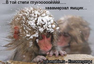 ...В той степи глухооооойййй..... ...зааамерзал ямщик...... Котоматрица: ...В той степи глухооооойййй..... ...зааамерзал ямщик...