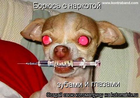 Борюсь с наркотой зубами и глазами... Котоматрица: Борюсь с наркотой зубами и глазами