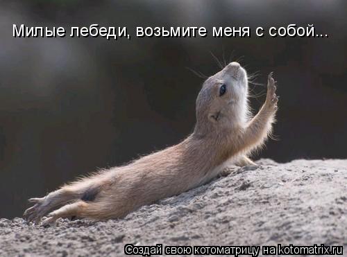 Милые лебеди, возьмите меня с собой...... Котоматрица: Милые лебеди, возьмите меня с собой...