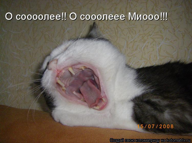 О соооолее!! О сооолеее Миооо!!!... Котоматрица: О соооолее!! О сооолеее Миооо!!!