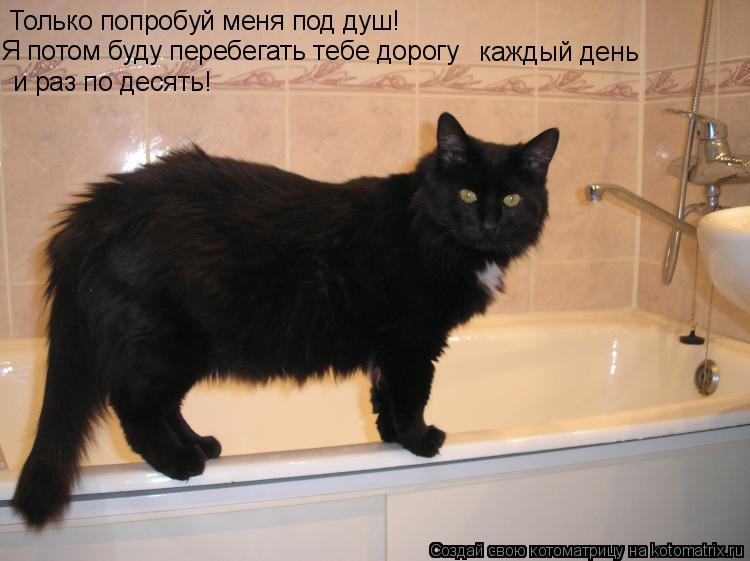Только попробуй меня под душ! Я потом буду перебегать тебе дорогу каждый день и раз по десять!... Котоматрица: Только попробуй меня под душ! Я потом буду перебегать тебе дорогу каждый день и раз по десять!