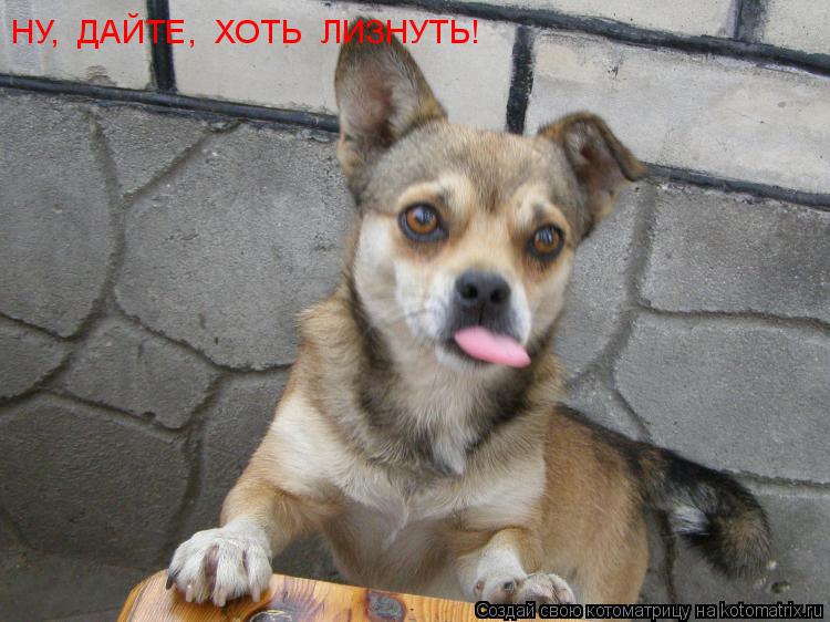 Котоматрица: НУ,  ДАЙТЕ,  ХОТЬ  ЛИЗНУТЬ!