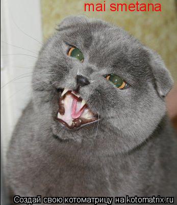 mai smetana mai smetana... Котоматрица: mai smetana mai smetana