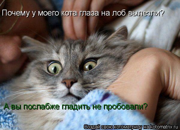 Почему у моего кота глаза на лоб вылезли? А вы послабже гладить не пробовали?... Котоматрица: Почему у моего кота глаза на лоб вылезли? А вы послабже гладить не пробовали?