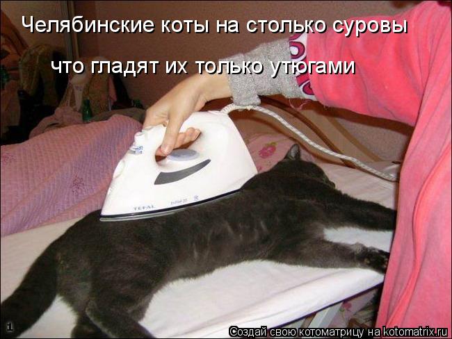 Котоматрица: Челябинские коты на столько суровы что гладят их только утюгами