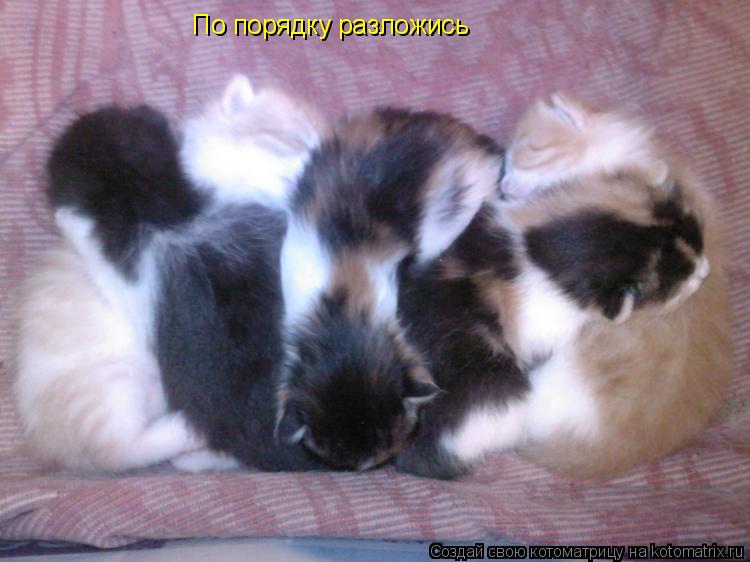 По порядку разложись... Котоматрица: По порядку разложись