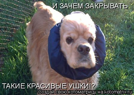 И ЗАЧЕМ ЗАКРЫВАТЬ ТАКИЕ КРАСИВЫЕ УШКИ!?... Котоматрица: И ЗАЧЕМ ЗАКРЫВАТЬ ТАКИЕ КРАСИВЫЕ УШКИ!?