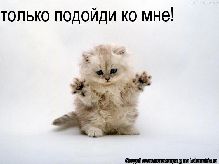 только подойди ко мне!... Котоматрица: только подойди ко мне!