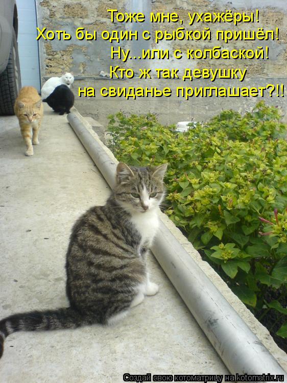 Тоже мне, ухажёры! Хоть бы один с рыбкой пришёл! Ну...или с колбаской! Кто ж так девушку на свиданье... Котоматрица: Тоже мне, ухажёры! Хоть бы один с рыбкой пришёл! Ну...или с колбаской! Кто ж так девушку на свиданье приглашает?!!