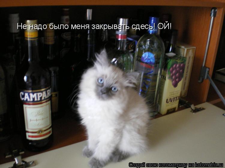 Не надо было меня закрывать сдесь! ОЙ!... Котоматрица: Не надо было меня закрывать сдесь! ОЙ!
