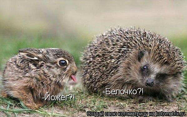 -Йожег?! -Белочко?!... Котоматрица: -Йожег?! -Белочко?!