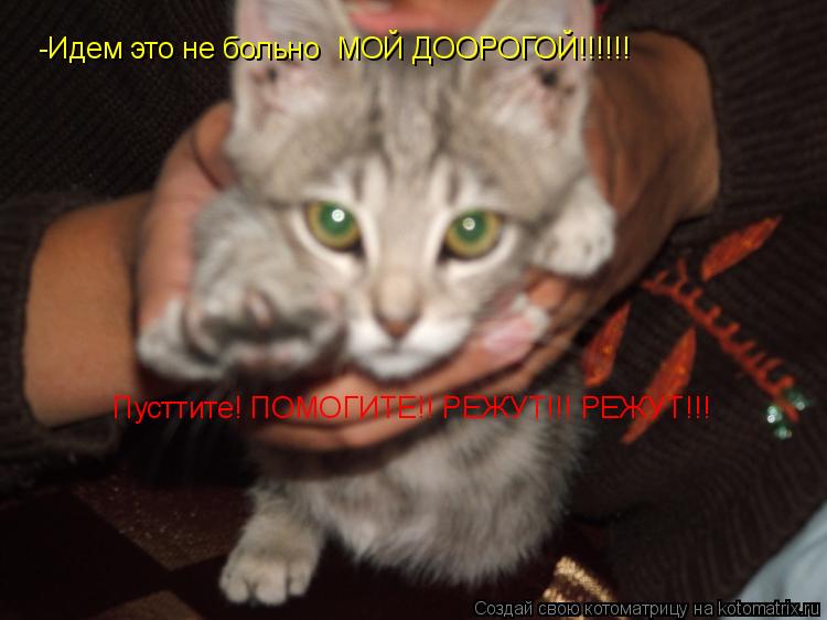 Пусттите! ПОМОГИТЕ!! РЕЖУТ!!! РЕЖУТ!!! -Идем это не больно МОЙ ДООРОГОЙ!!!!!!... Котоматрица: Пусттите! ПОМОГИТЕ!! РЕЖУТ!!! РЕЖУТ!!! -Идем это не больно МОЙ ДООРОГОЙ!!!!!!