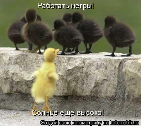 Работать негры! Солнце еще высоко!... Котоматрица: Работать негры! Солнце еще высоко!