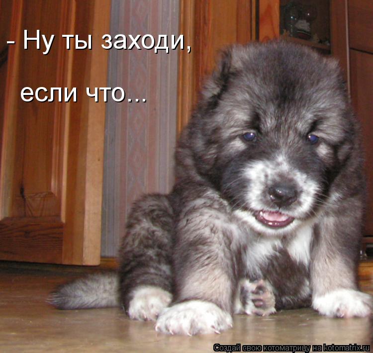 - Ну ты заходи, если что...... Котоматрица: - Ну ты заходи, если что...