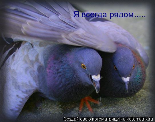 Котоматрица: Я всегда рядом.....