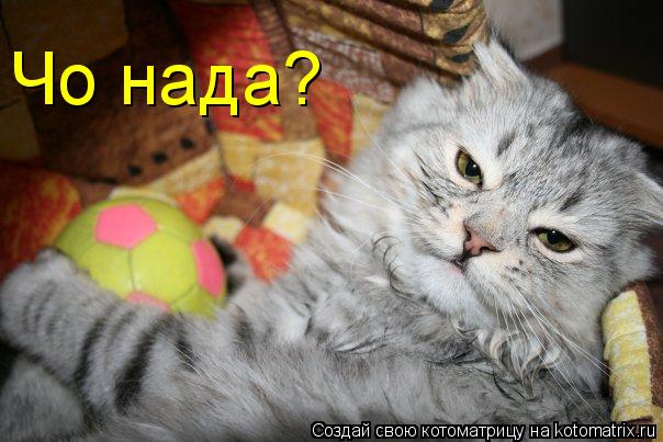Чо нада?... Котоматрица: Чо нада?