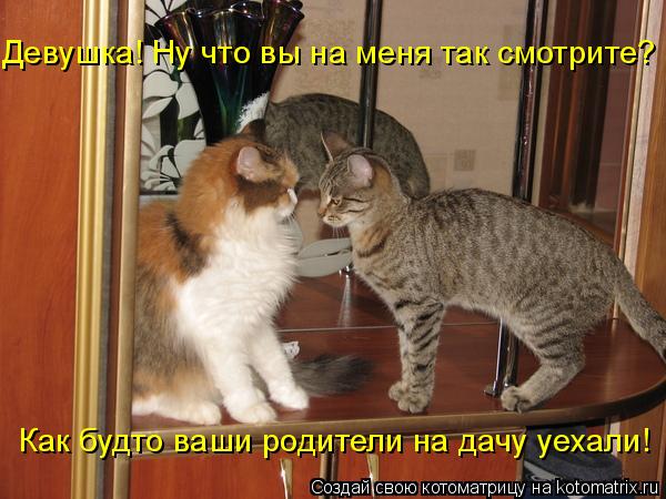 Девушка! Ну что вы на меня так смотрите? Как будто ваши родители на дачу уехали!... Котоматрица: Девушка! Ну что вы на меня так смотрите? Как будто ваши родители на дачу уехали!